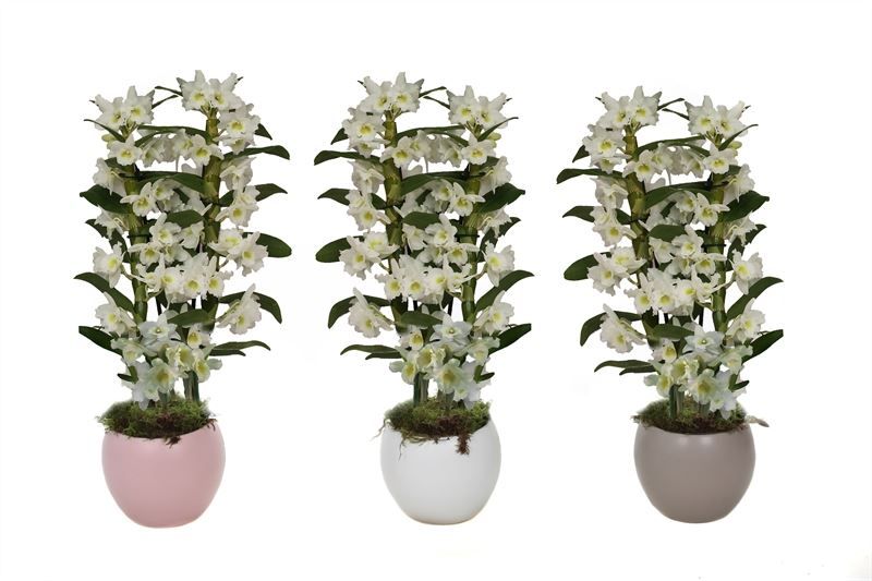 Lisa p12 bolpot mix Dendr Nobile Apollon 2T16+tros regular, D 12 cm