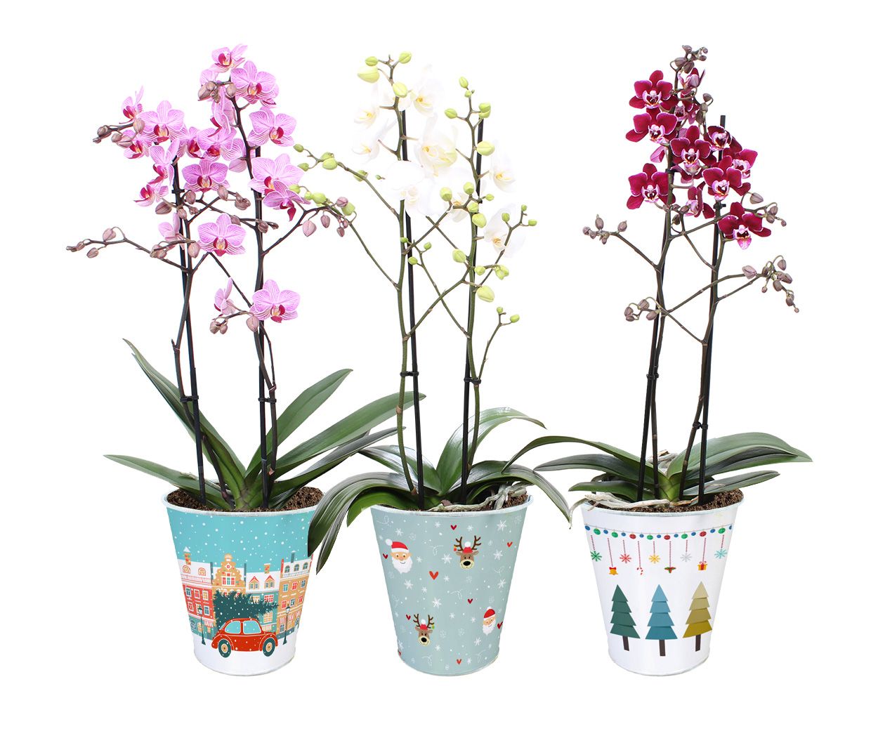 Phal. Multi 2-tak mix in BGC945 zink pot kerst 1, D 12 cm