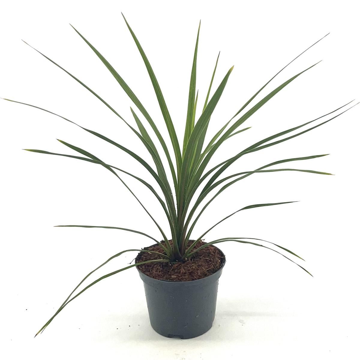 Cordyline indivisa 'Peko', D 17