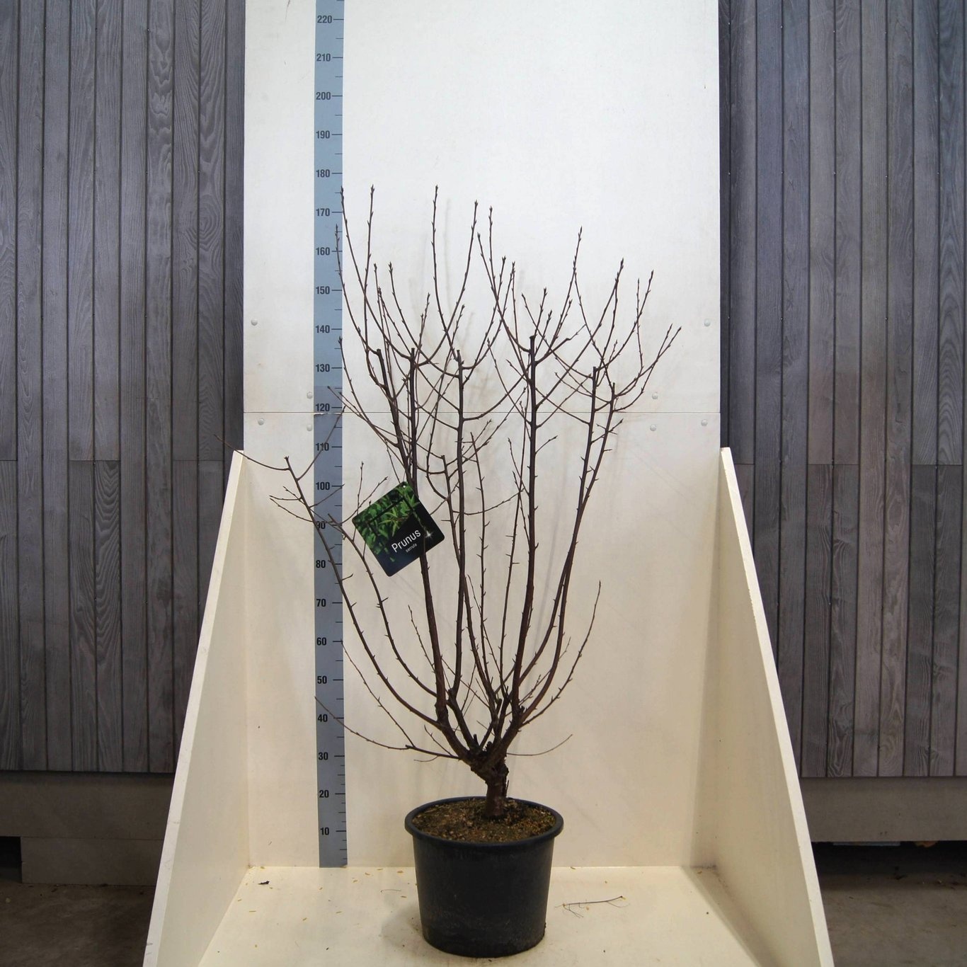 Prunus serrula, D 40