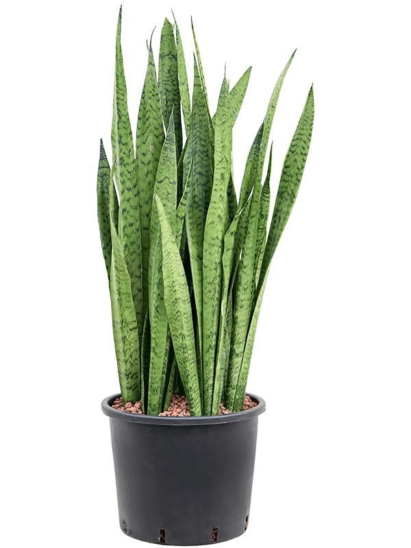 Sansevieria zeylanica, D 30 cm