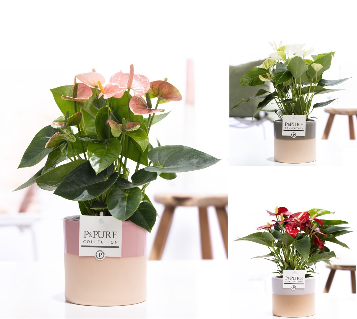 Anthurium mix in P&PURE Tess 2 cer. ass. 3, D 12