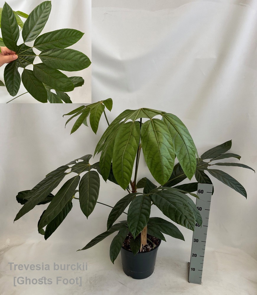 Trevesia burckii 27cm [Ghost's foot] *NEW*, D 27