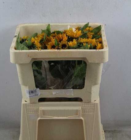 Гелиантус Санова 45, шт.