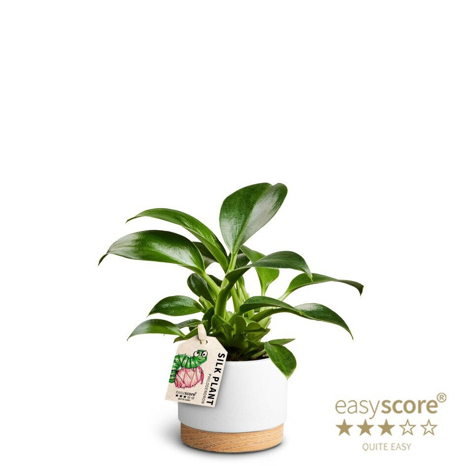 Woodbase White, Philodendron Green Princess, D 7 cm