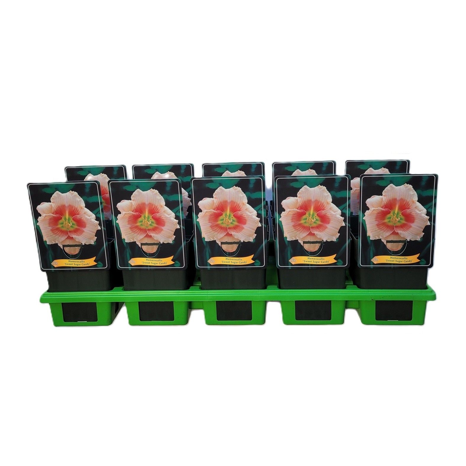Hemerocallis 'Sweet Sugar Candy' P11, D 11
