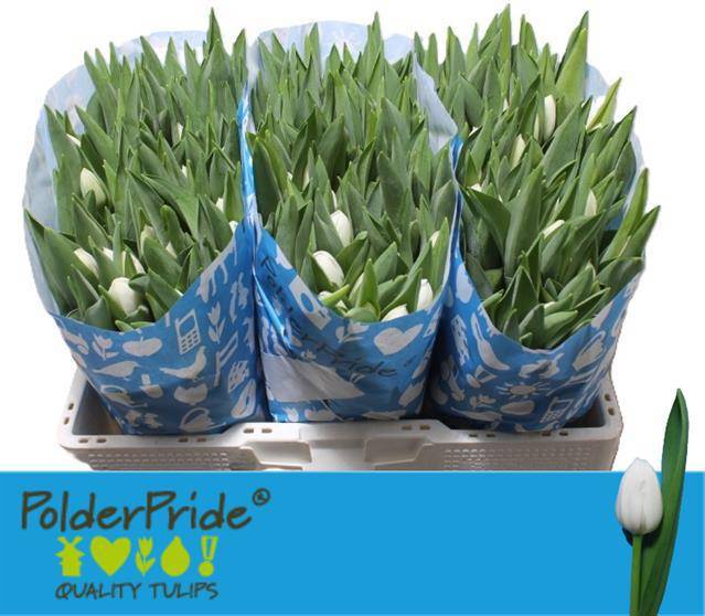 Тюльпан од. Роял Верджин (бел.), шт.