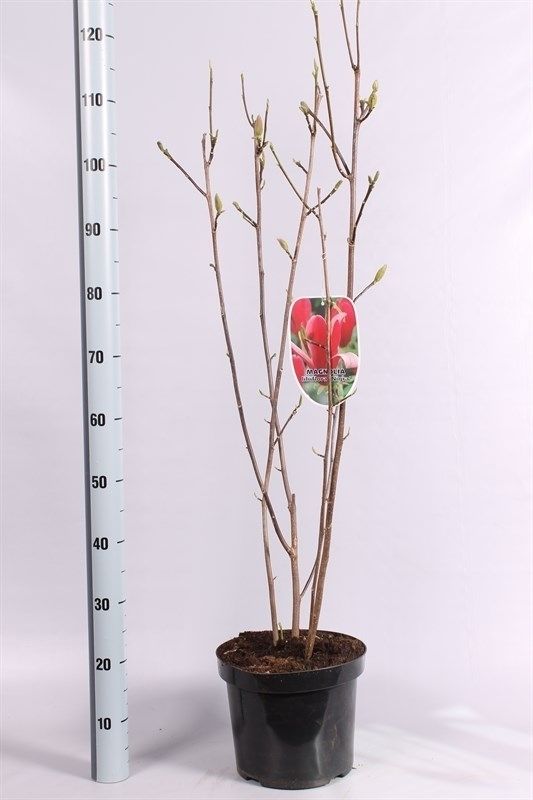 Magnolia liliiflora 'Nigra', D 26 cm