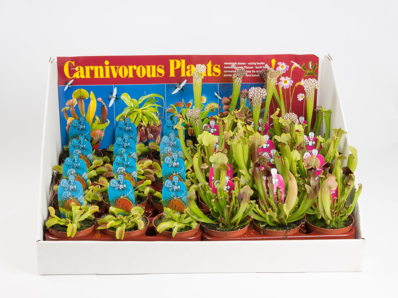 Italiaanse mix in showdoos, D 8,5