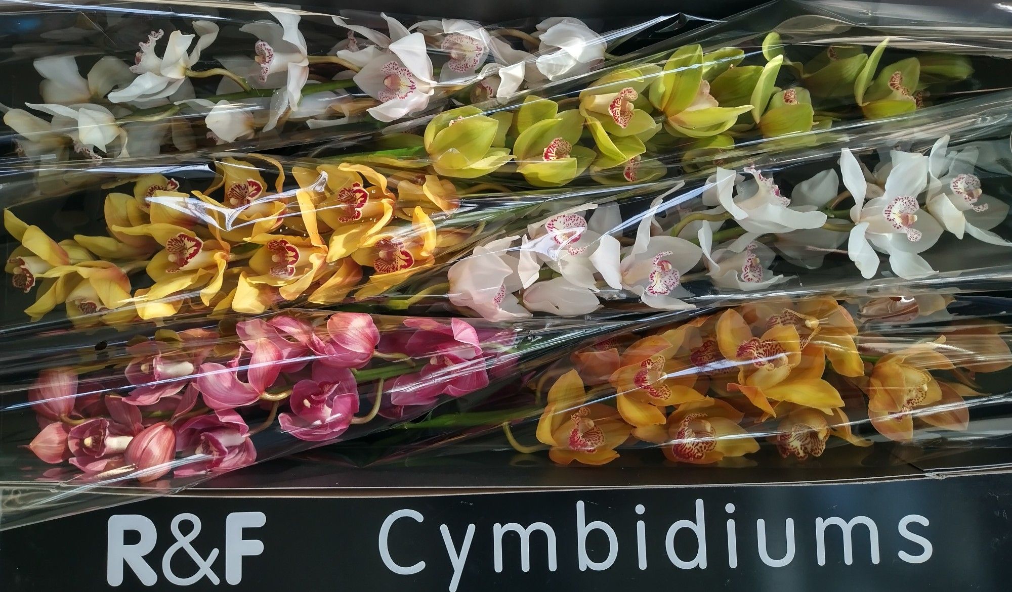 Цимбидиум Микс x9 60, шт.