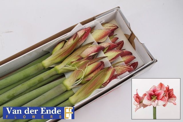 Амарилис Шоумастер (светло-роз.) x12, шт.