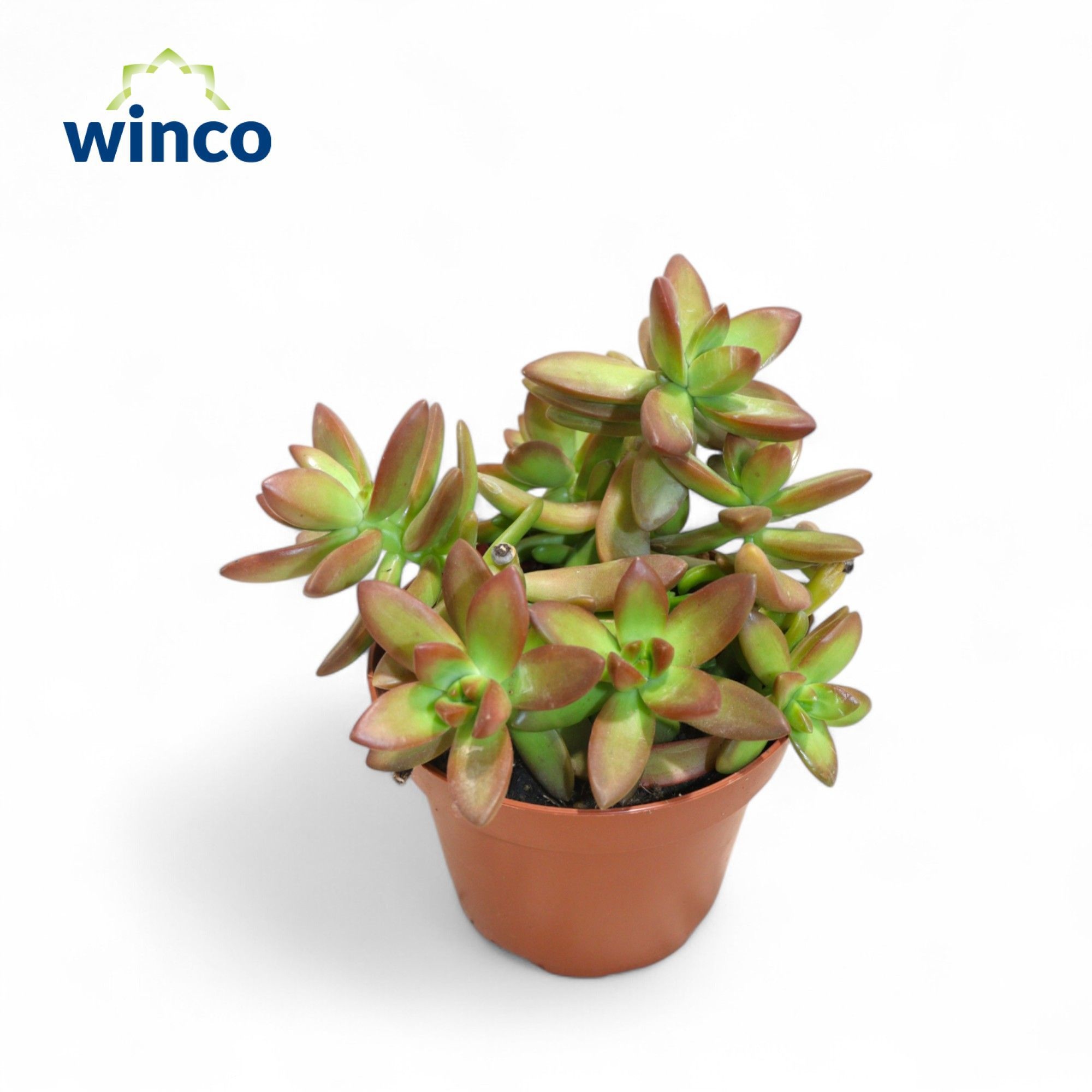 Sedum Adolphi "Firestorm", D 10,5