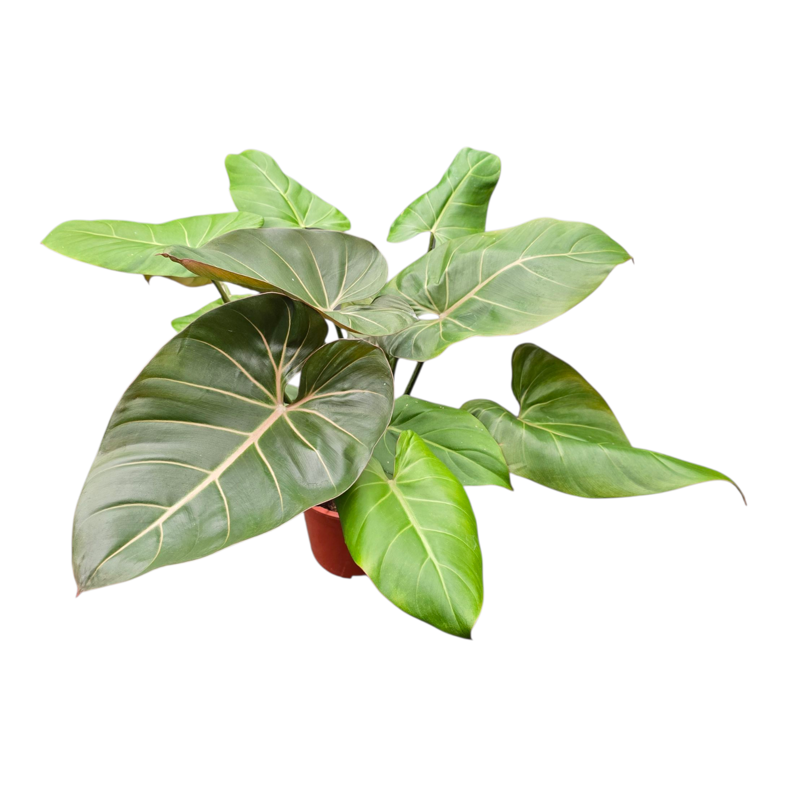 Philodendron Summer Glory, D 17