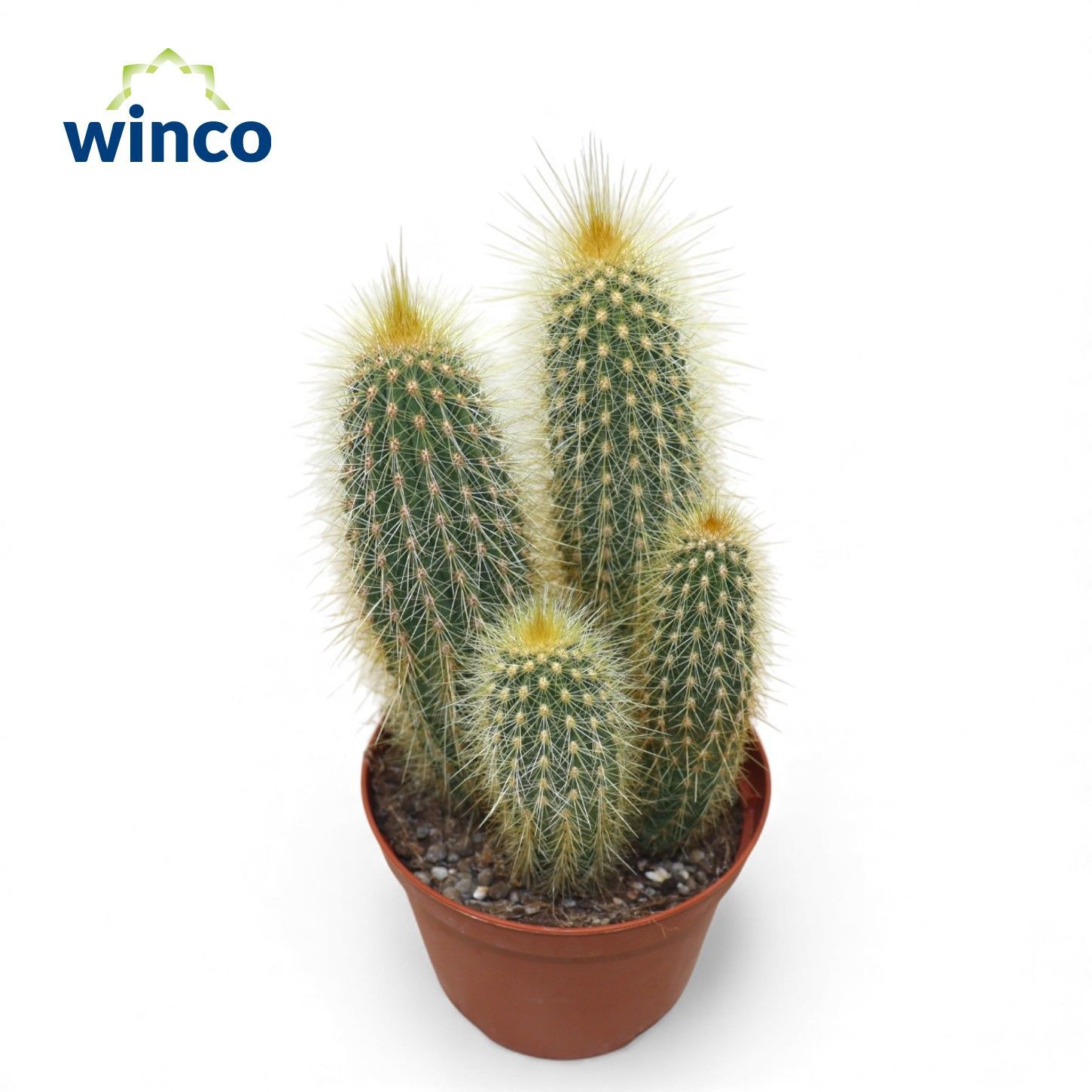 Vatricania Guentheri, D 10,5