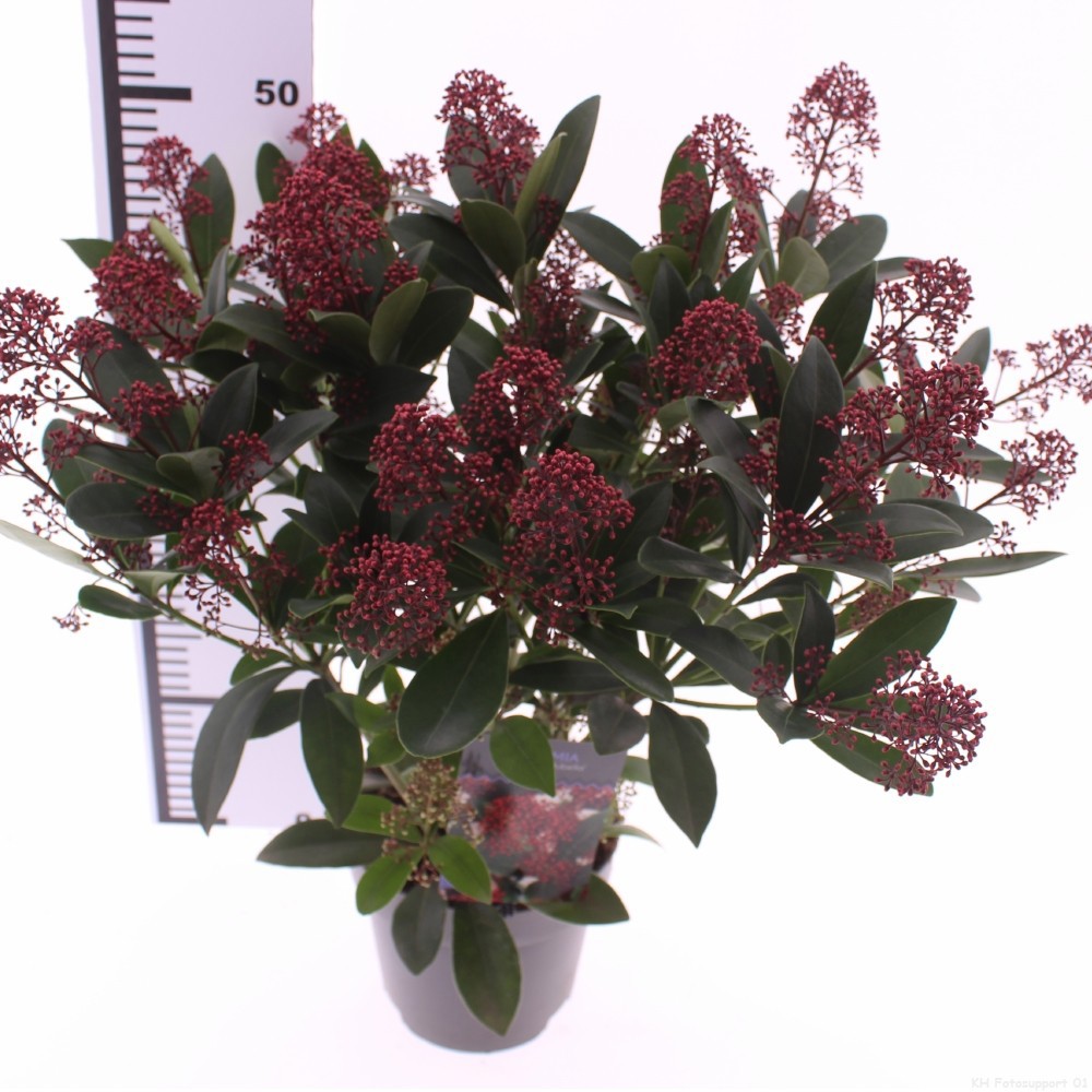 Skimmia jap. 'Rubella', D 17