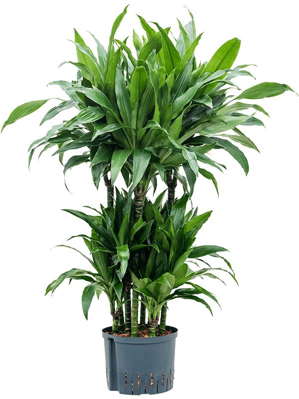Dracaena fragrans 'Janet Craig', D 25