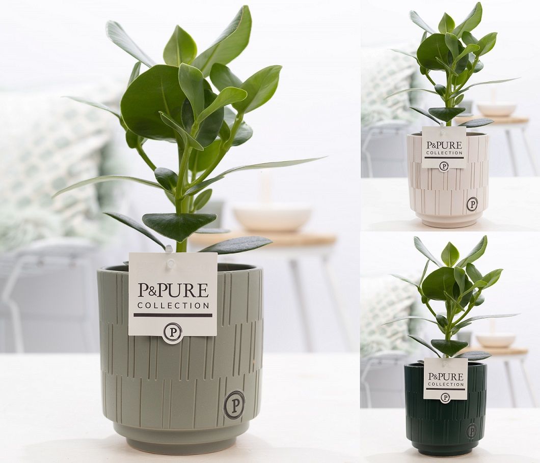 Clusia Rosea Princess in P&PURE Tess 2 cer. ass.3, D 12 cm