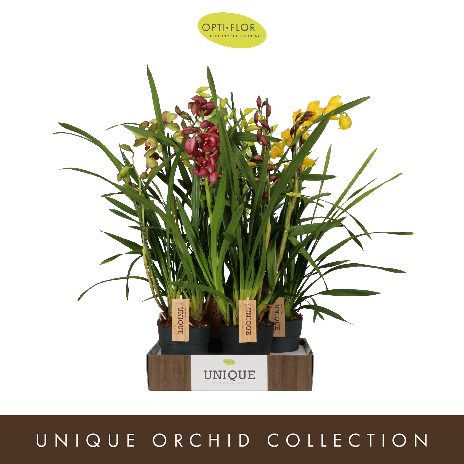 Cymbidium Mix 3 spike, D 14 cm