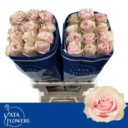 Роза од. Пинк Мондиаль 60 (светло-роз.), шт.