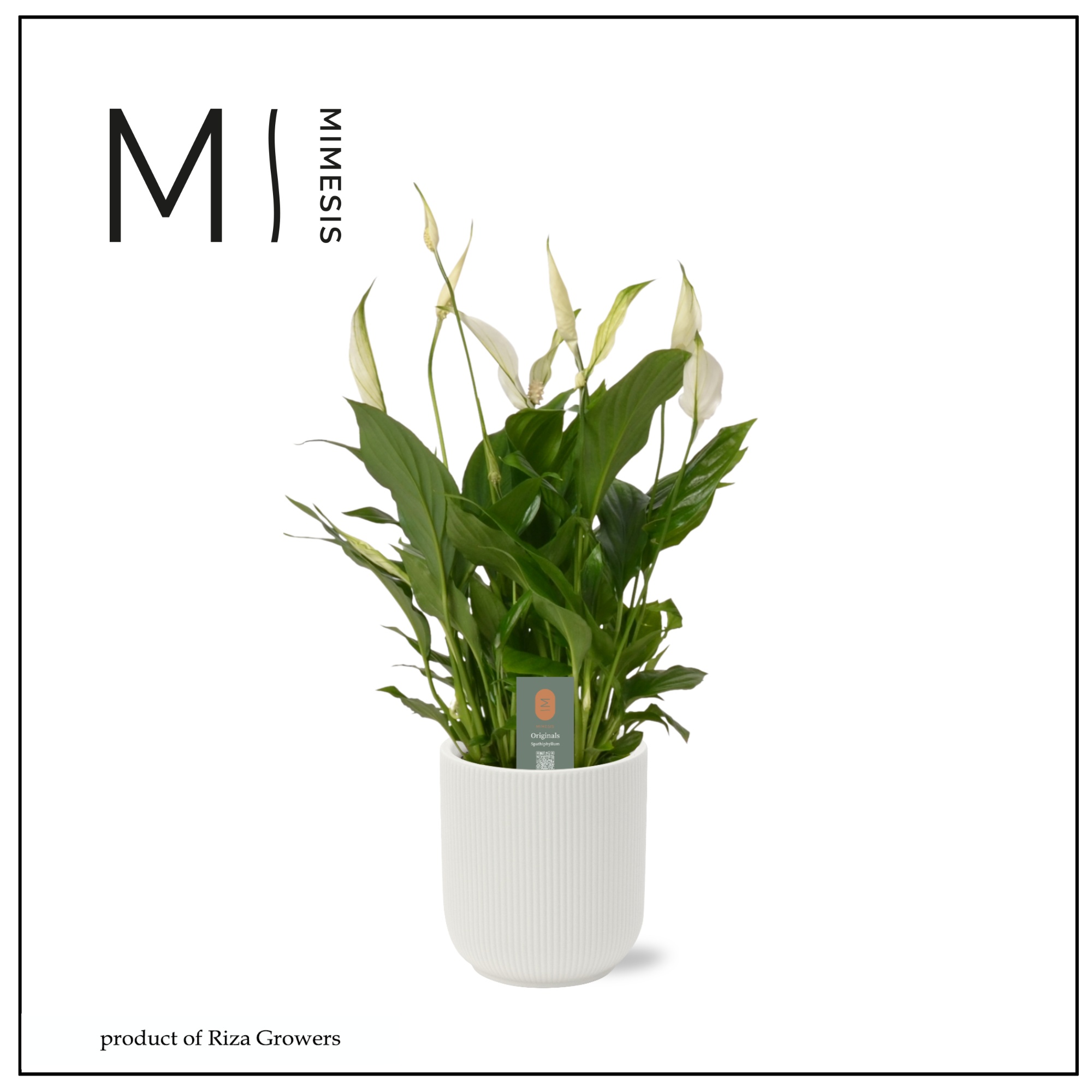 Spathiphyllum Bellini - 13cm in Atlanta White | Mimesis, D 13
