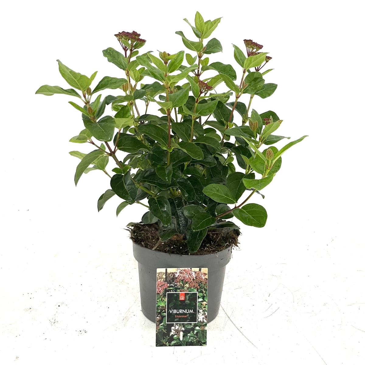 Viburnum tin. Lisarose, D 17