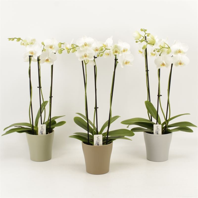 Phalaenopsis overig wit 3 tak wit in Modern living keramiek, D 12