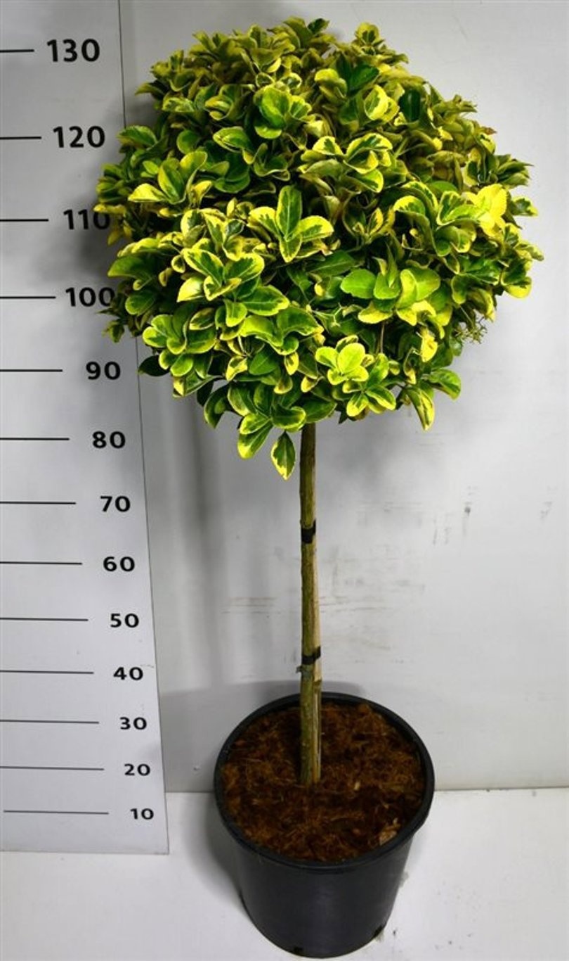 Euonymus jap. 'Aureus', D 38 cm