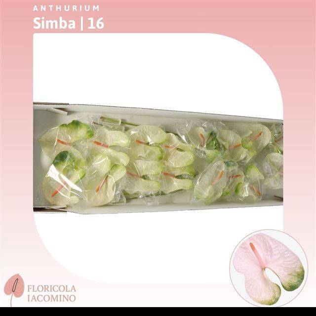 Антуриум Симба, шт.