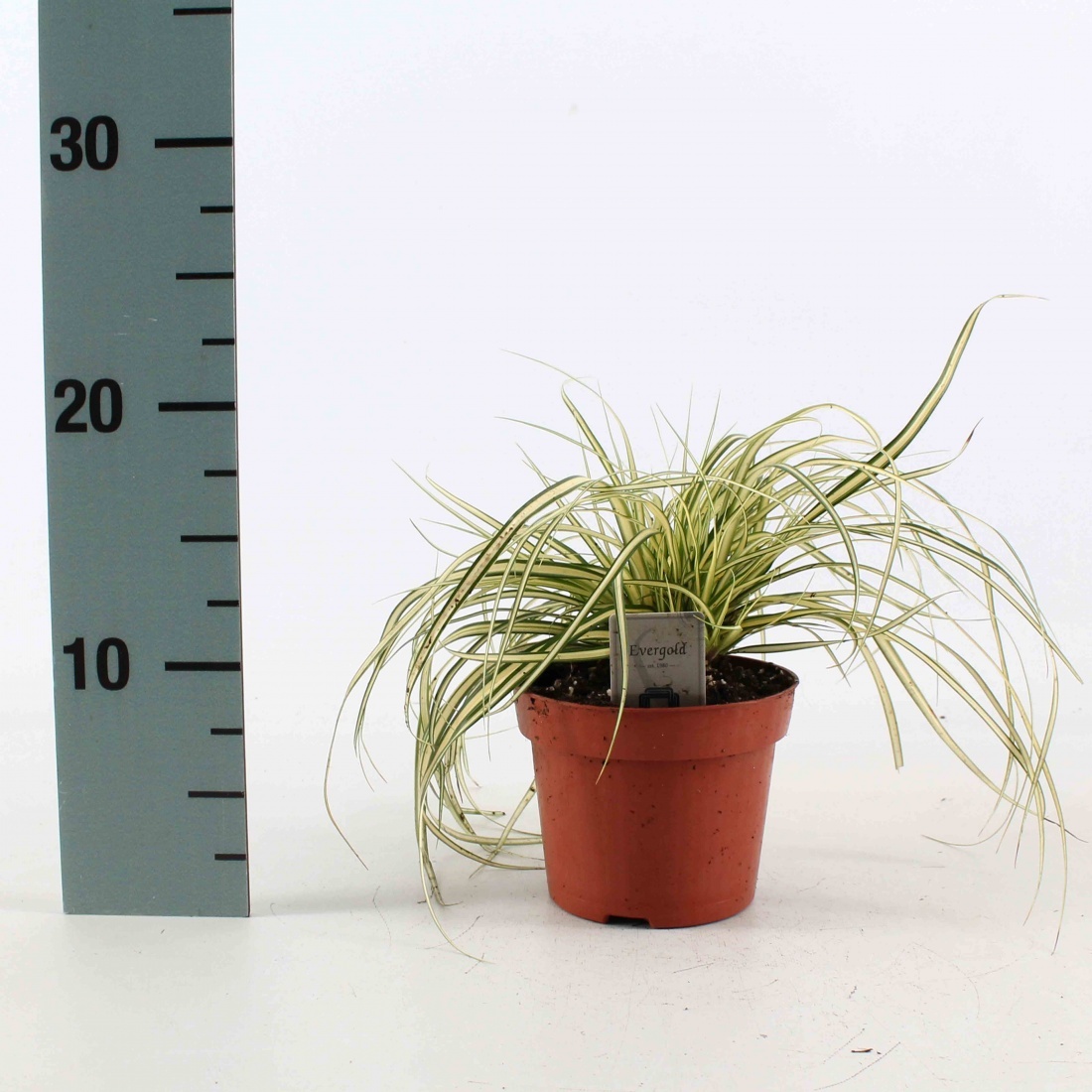 Carex oshim. 'Evergold', D 12