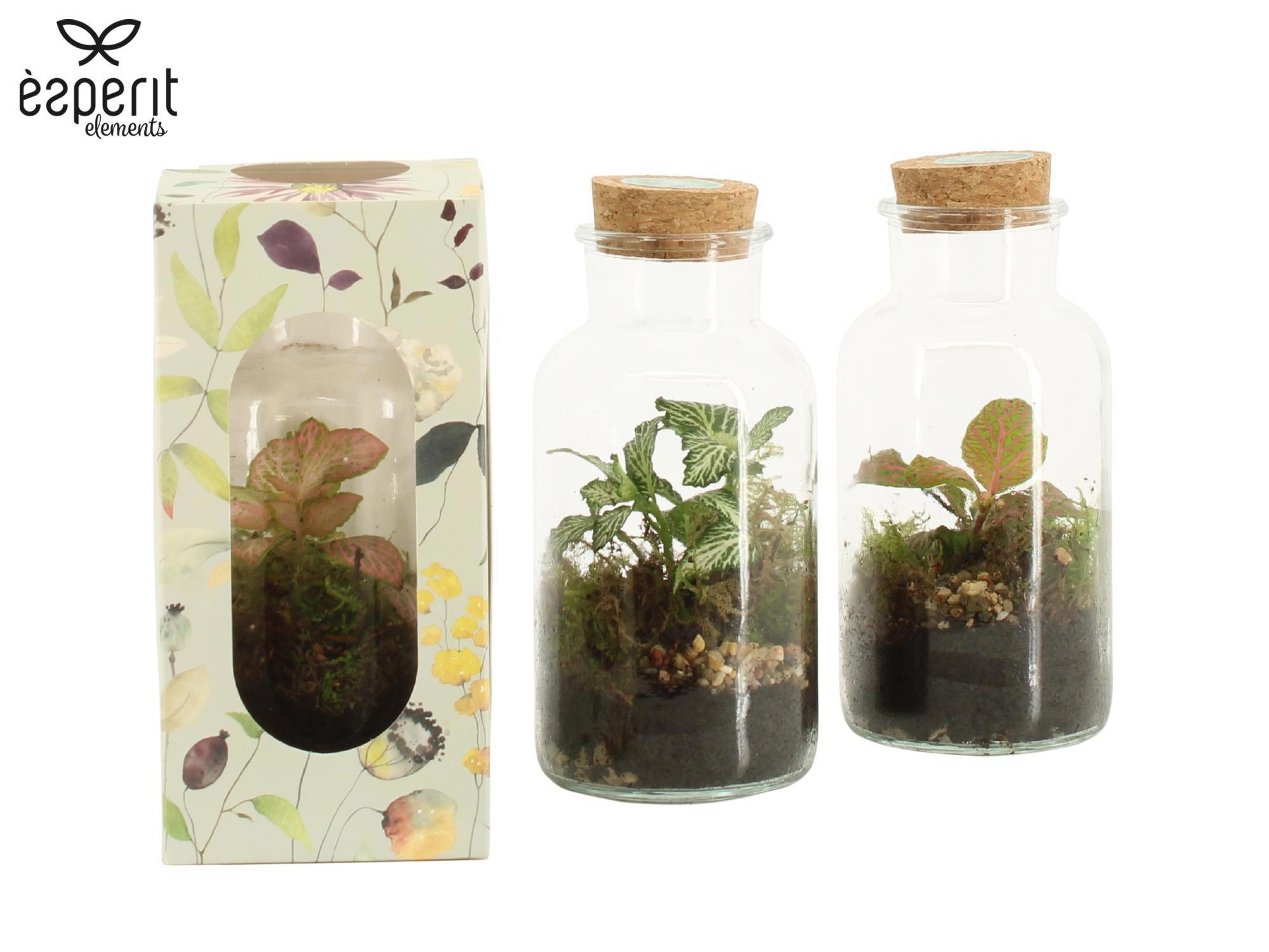 90921: Terrarium arrangement, D 9