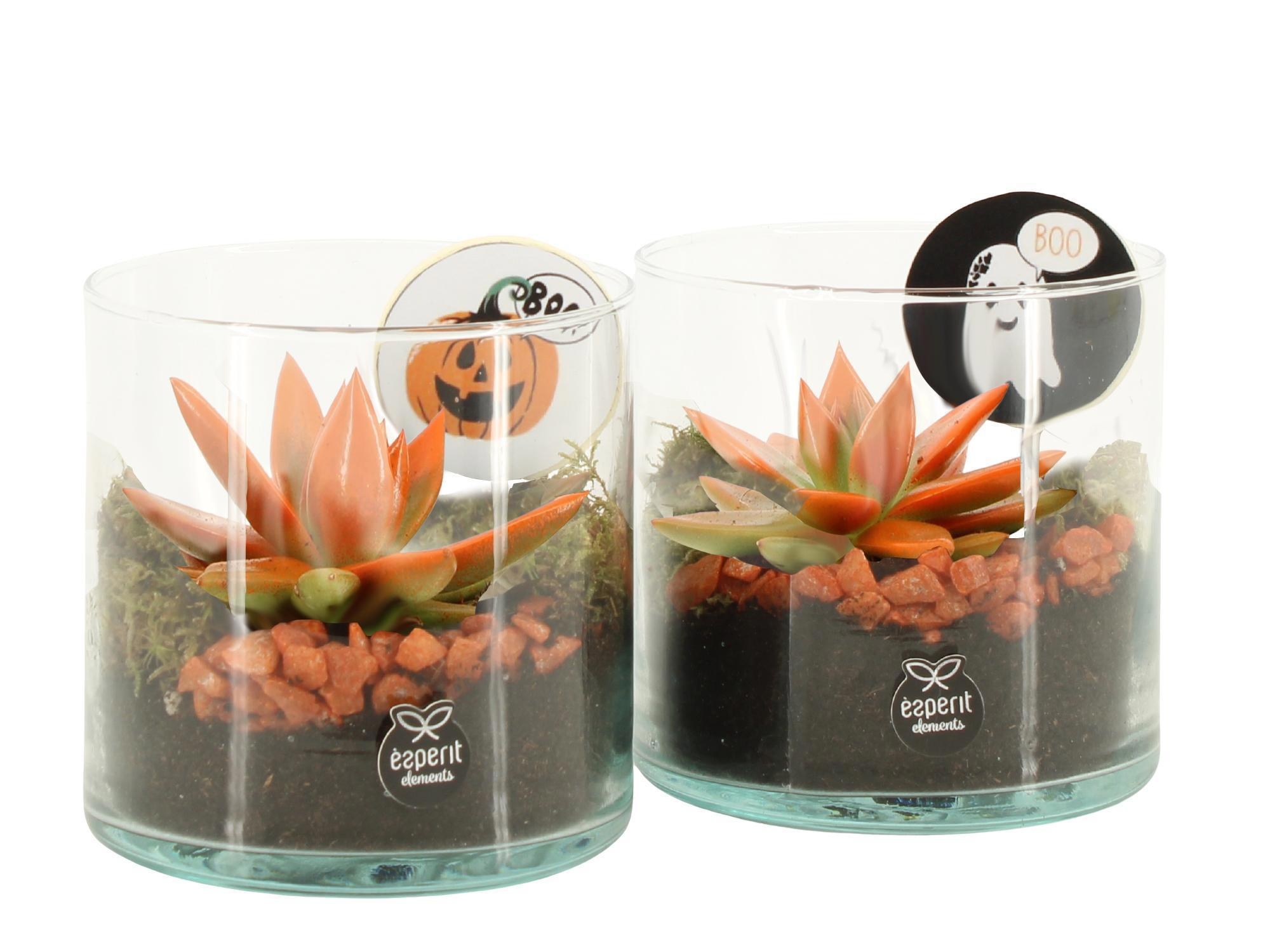 83333: Halloween arrangement, D 12