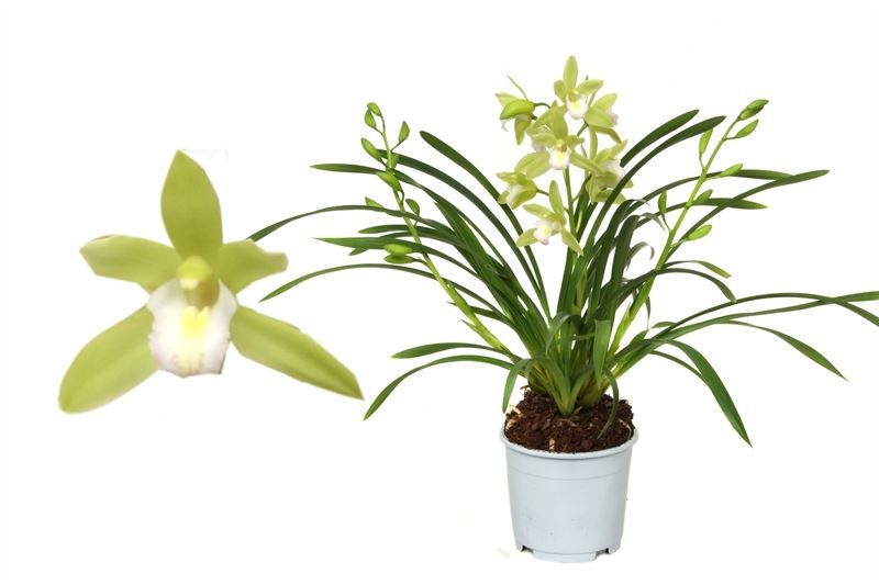Cymbidium p12 Mint Source 3T15+, D 12