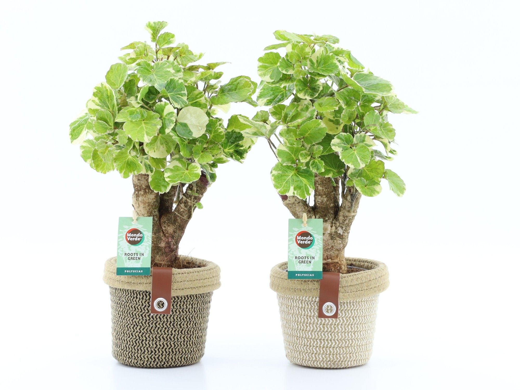 Polyscias Balfouriana in Noah Deluxe, D 14