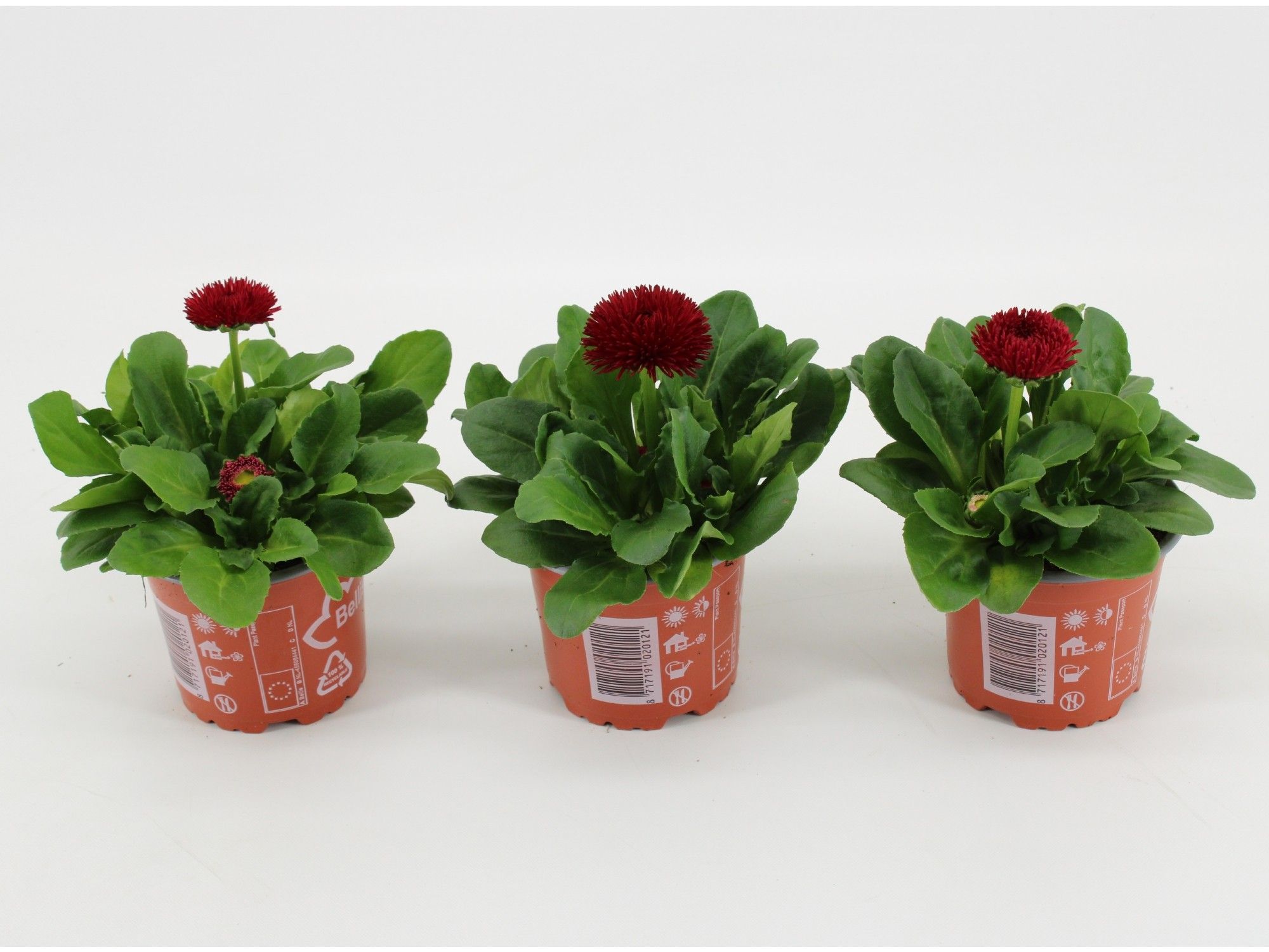bellis Perennis Dubbel bloemig Rood, D 10,5