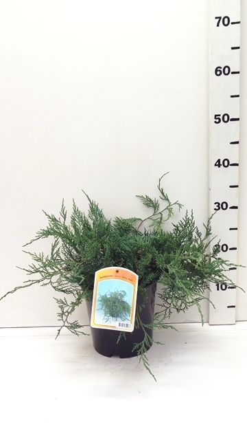 Juniperus vir. 'Grey Owl', D 19