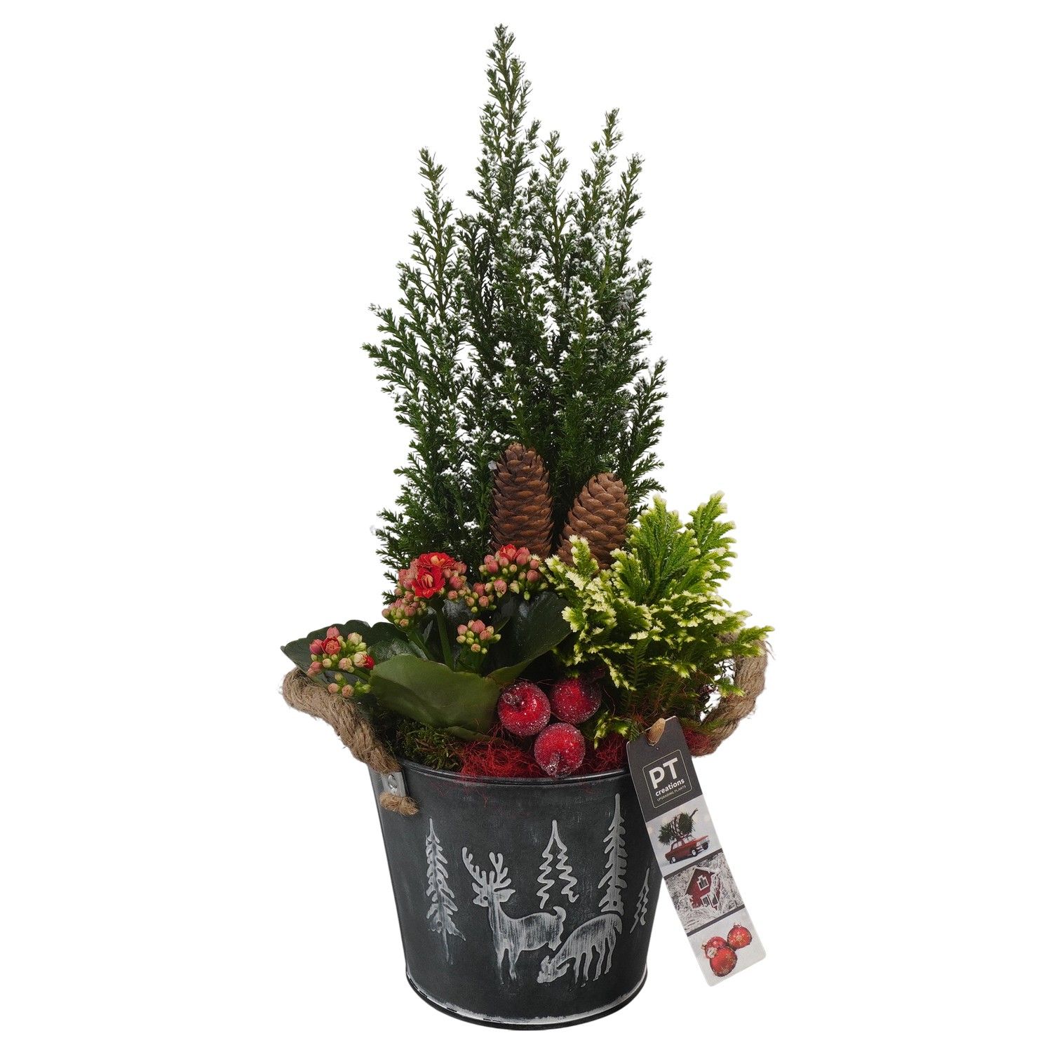 PTCHR7336 Arrangement Christmas Red in metaal pot, D 15 cm