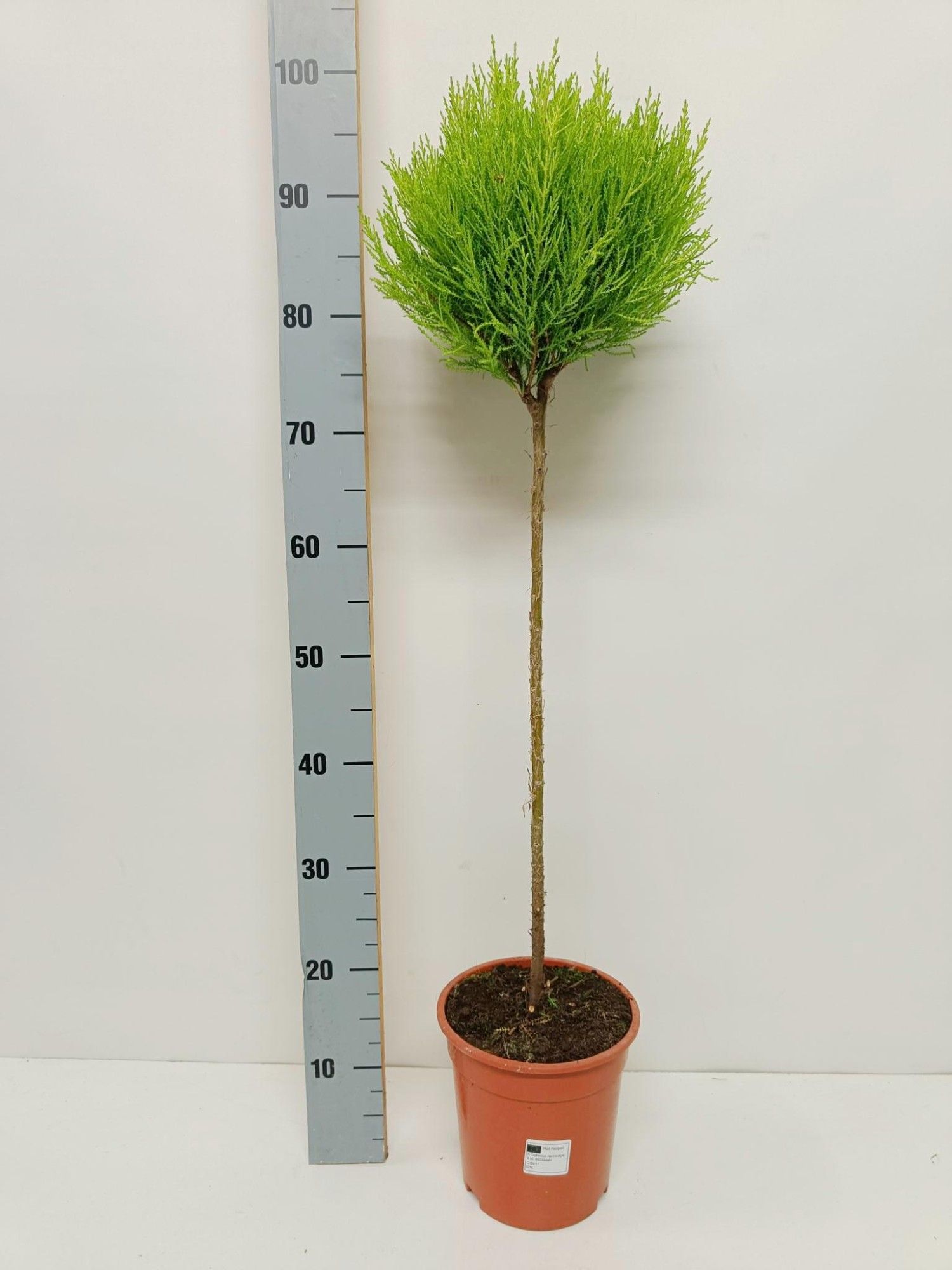 Cupressus macrocarpa 'Goldcrest' "bol op stam", D 19 cm Cupressus macrocarpa 'Goldcrest' "bol op stam", D 19 cm