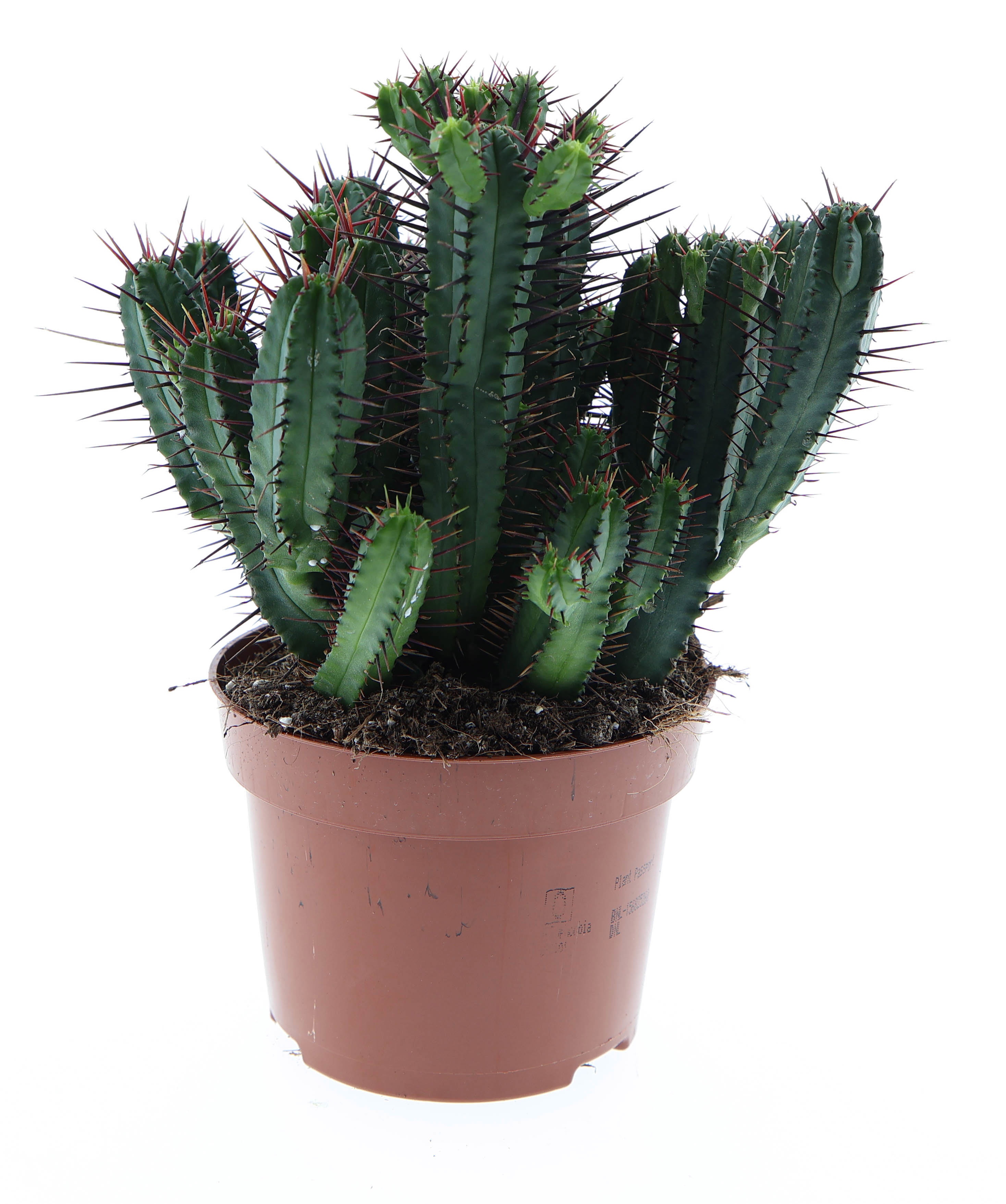 Euphorbia pentagona, D 12