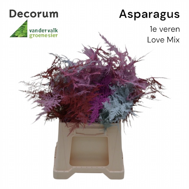 Аспарагус Овериг Крашеный (краш. ) 45, шт.