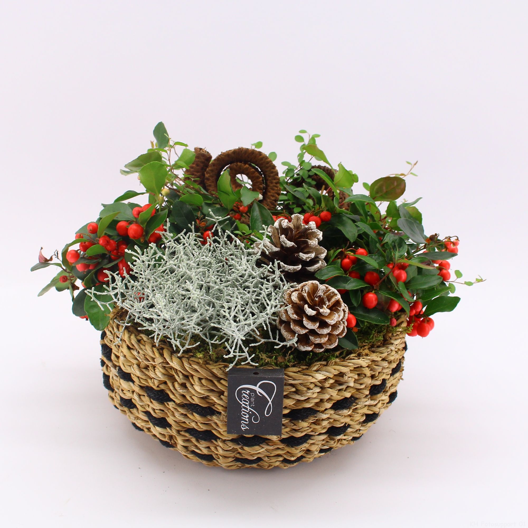 GACR-2524 Gaultheria creatie, D 26 cm