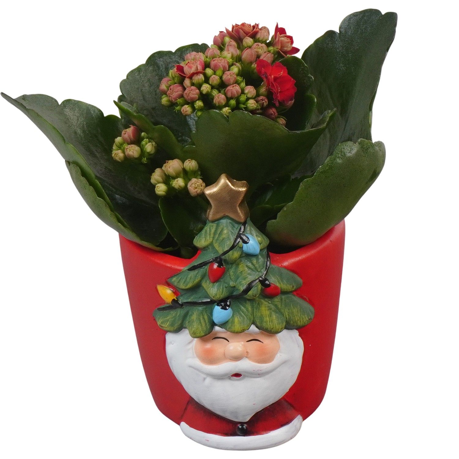 PTCHR7269 Arrangement Christmas Red in keramiek pot, D 7 cm