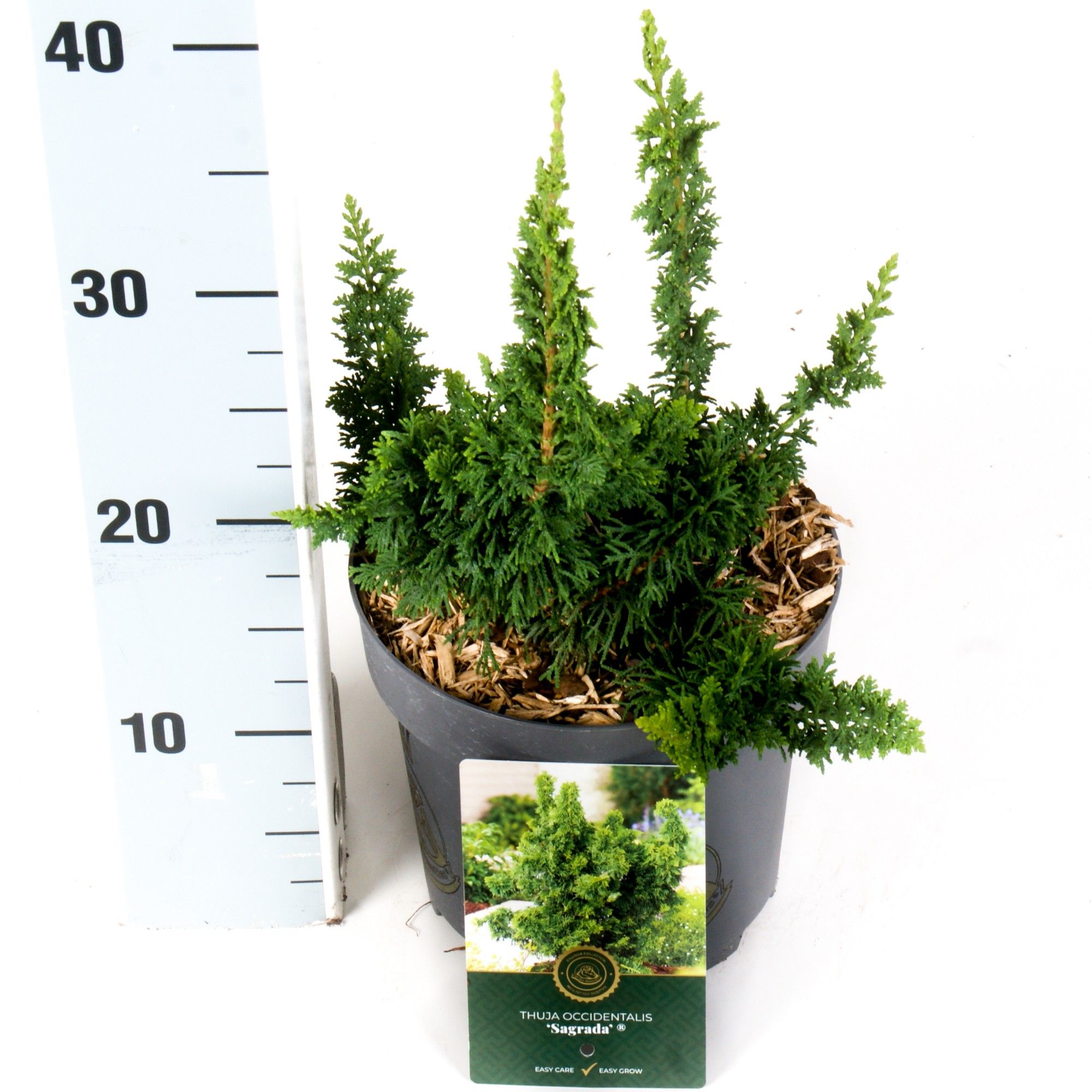 Thuja o. 'Malonyana Holub', D 18