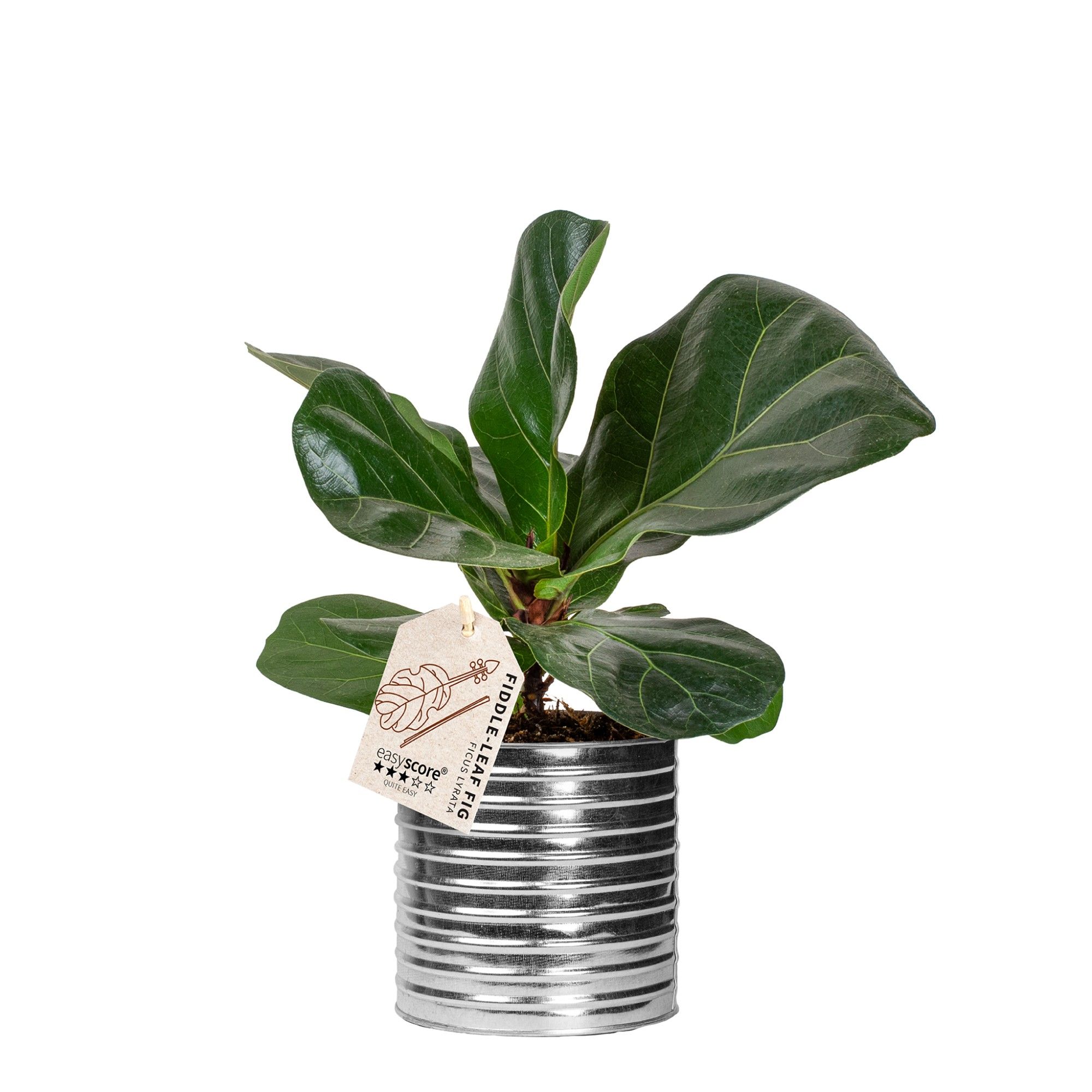 Zink Can, Ficus lyrata, D 12