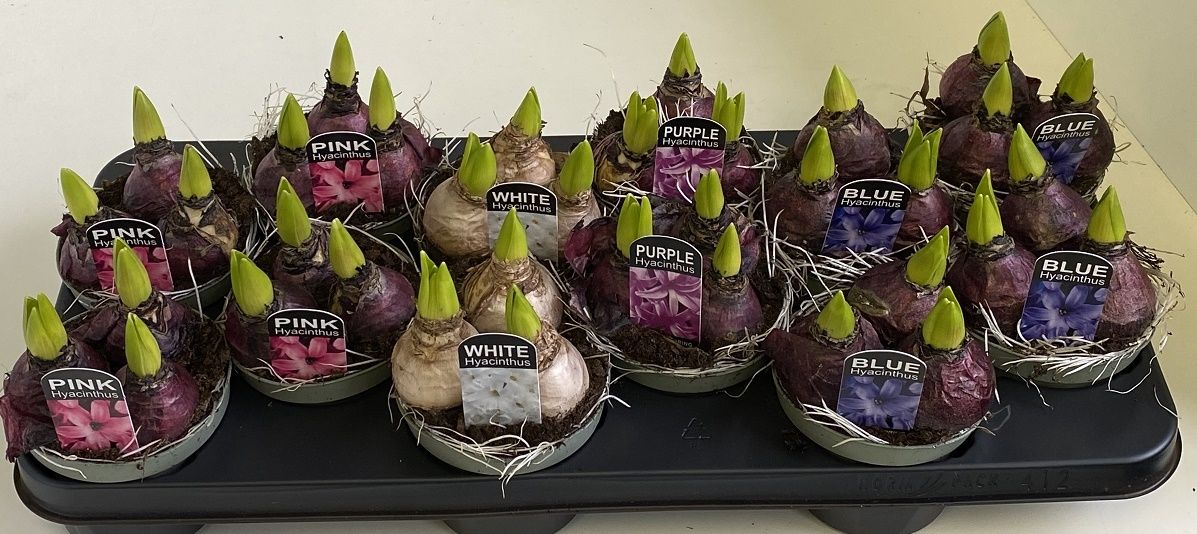 10,5 cm hyacint mix, D 10,5 cm