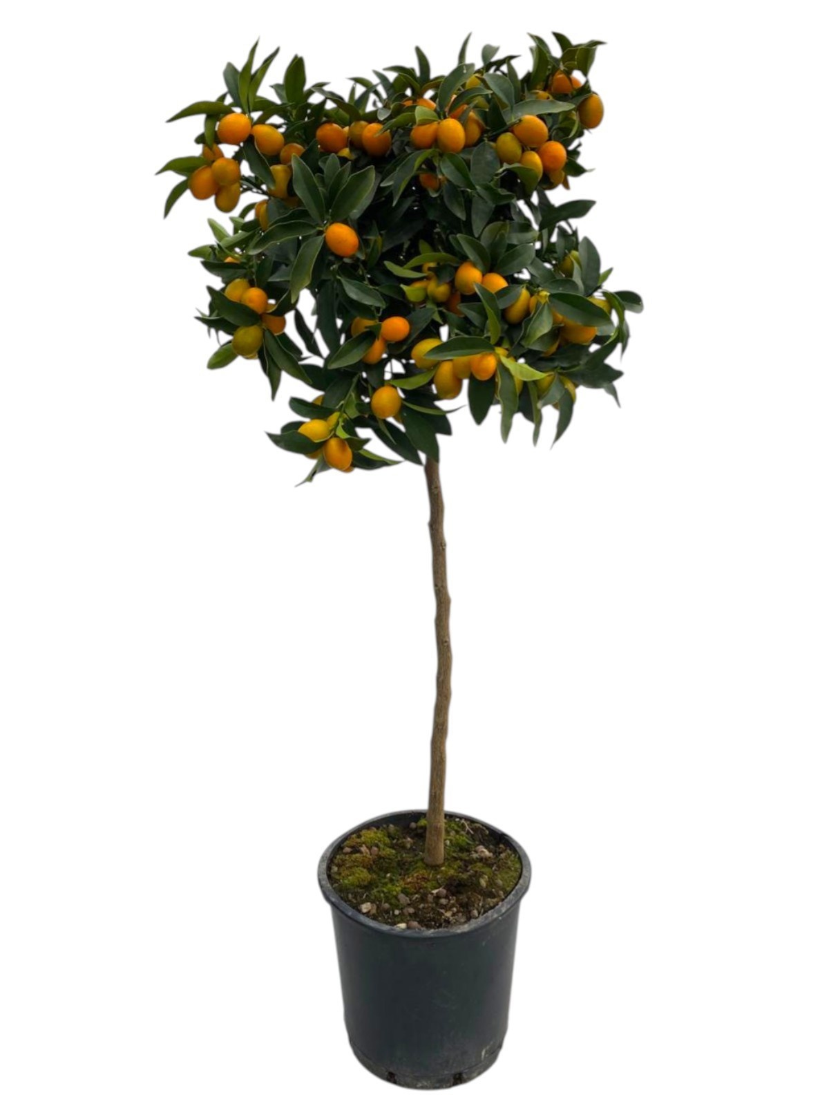 Citrus Kumquat - op stam, D 25