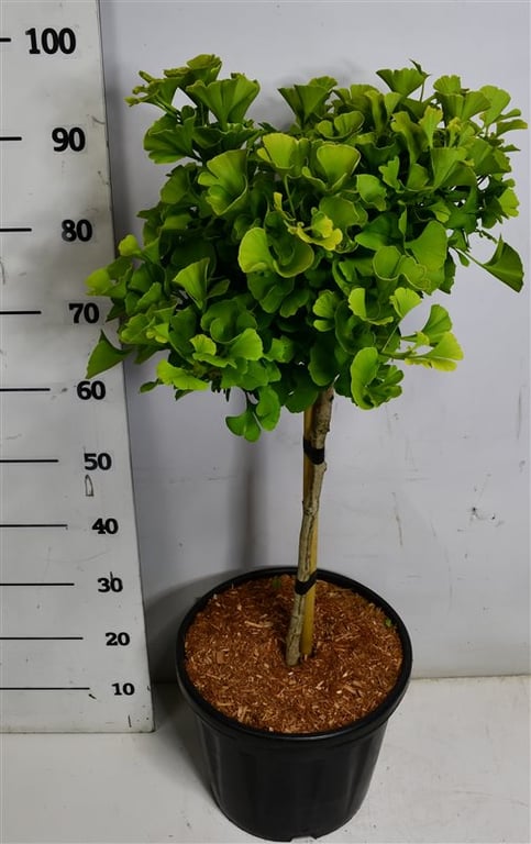Ginkgo bil. 'Mariken', D 32
