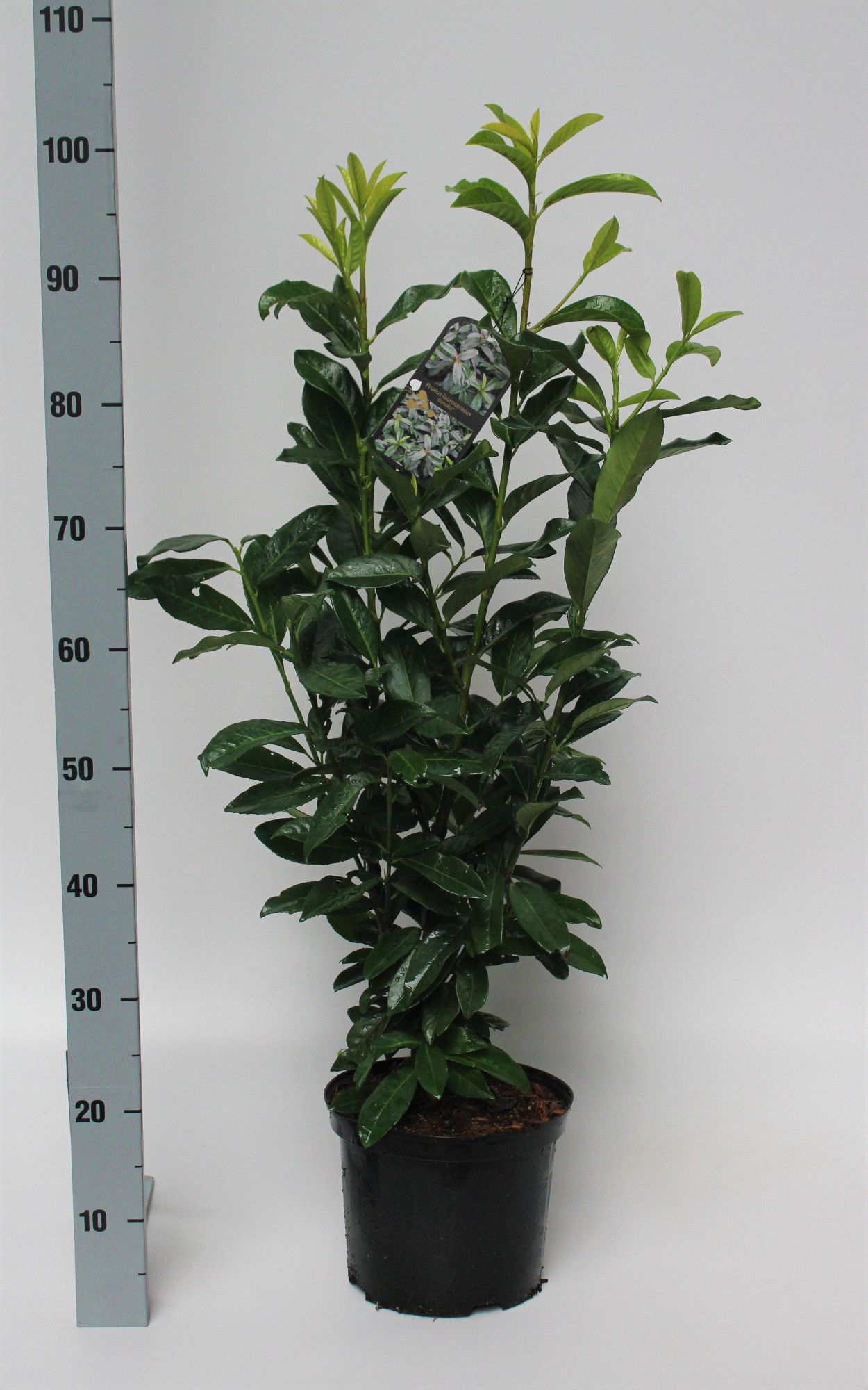 Prunus laurocerasus Genolia R, D 23 cm