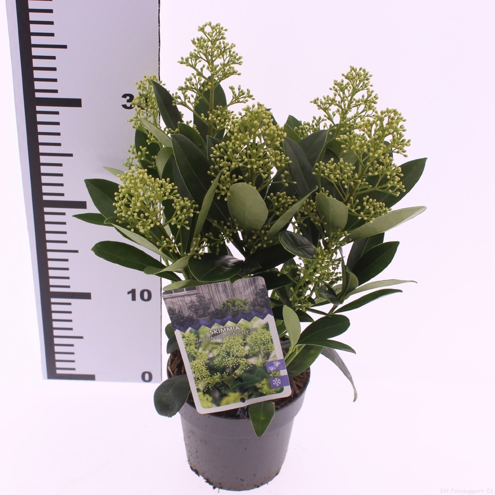 Skimmia jap. 'Finchy', D 13