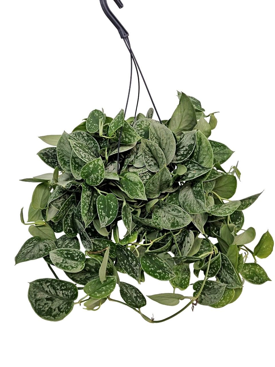 Scindapsus Silvery Ann hangpot, D 19