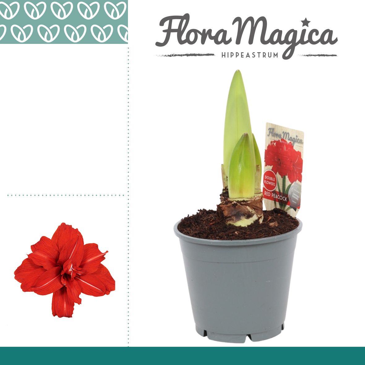 Amaryllis Red Peacock 2 Knop, D 14 cm